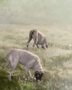 Portrait of Mastiffs in a hazy field for Olga by artist Maryanne Chisholm